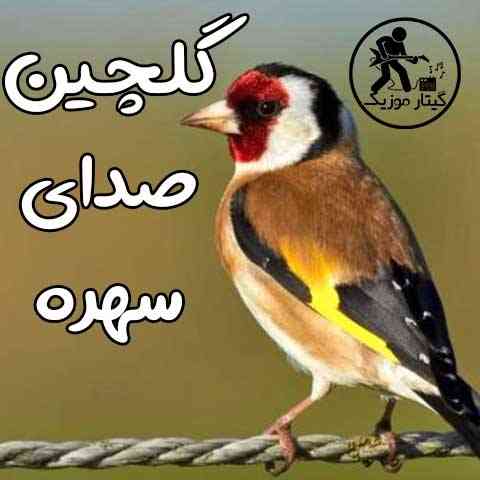دانلود صدای سهره نر و ماده صوتی mp3 با لینک مستقیم
