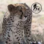 دانلود آهنگ дикая львица دانلود آهنگ дикая львица