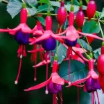 دانلود آهنگ لوکا زهیر چرا پیش من نموندی دانلود آهنگ لوکا زهیر چرا پیش من نموندی