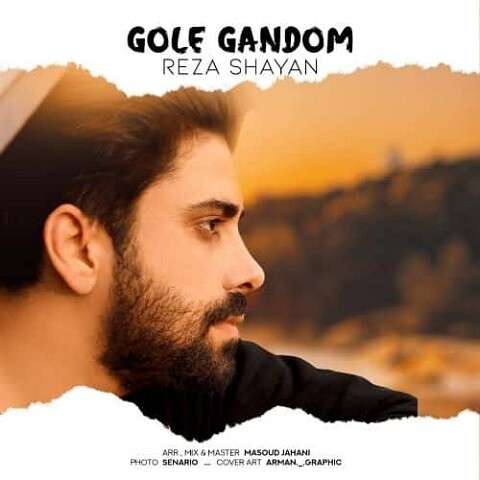 Reza-Shayan-Gole-Gandom دانلود آهنگ رضا شایان گل گندم