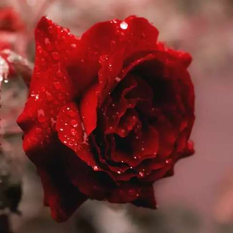 دانلود آهنگ آورده خبر راوی هایده