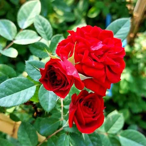 دانلود آهنگ ای پادشه خوبان داد از غم تنهایی هایده
