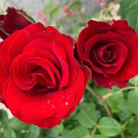 دانلود آهنگ هایده گل سنگ