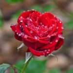 دانلود آهنگ همه به جرم مستی هایده