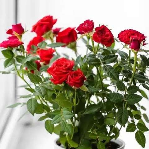 دانلود آهنگ حمیرا ده بهار