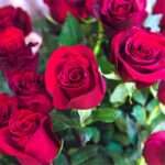 دانلود آهنگ شاهان همه رفتند حمیرا