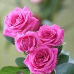 دانلود آهنگ عزیز رفته سفر حمیرا دانلود آهنگ عزیز رفته سفر حمیرا