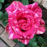 دانلود آهنگ حمیرا دنیا دنیا دانلود آهنگ حمیرا دنیا دنیا
