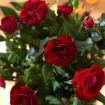 دانلود آهنگ مهستی کمی با من مدارا کن
