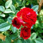 دانلود آهنگ مهستی لحظه ی مستی