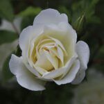 دانلود آهنگ گفتی به من غصه نخور حمیرا دانلود آهنگ گفتی به من غصه نخور حمیرا
