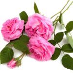دانلود آهنگ آهای اهالی شهر مهستی
