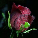دانلود آهنگ سارن ترا