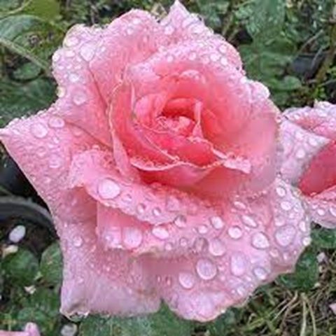 دانلود آهنگ سوگند ایران من