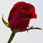 دانلود آهنگ ابرو به من کج نکن گوگوش دانلود آهنگ ابرو به من کج نکن گوگوش